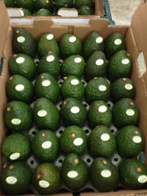 Aguacate Hass - LV Integral Producer