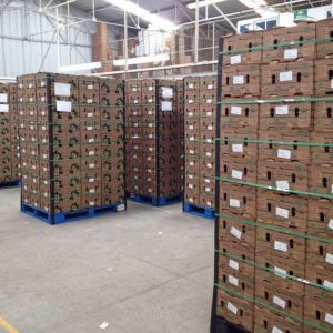 Aguacate Hass - LV Integral Producer