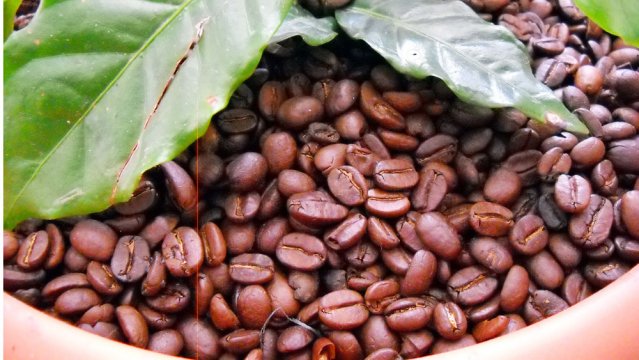 Café Arábico - Exportadora Montes de Macanillo S.A.S.