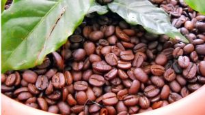 Café Arábico - Exportadora Montes de Macanillo S.A.S.
