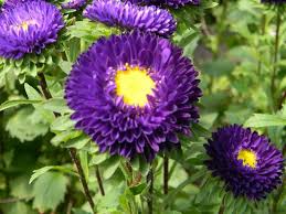 Matsumoto Asters Flores - Rancho Los Pilares