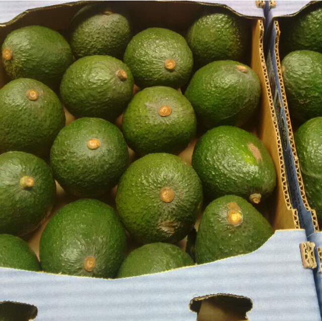 Aguacate Hass - FRUTAS Y HORTALIZAS ORGANICAS DE MICHOACAN MEXICO