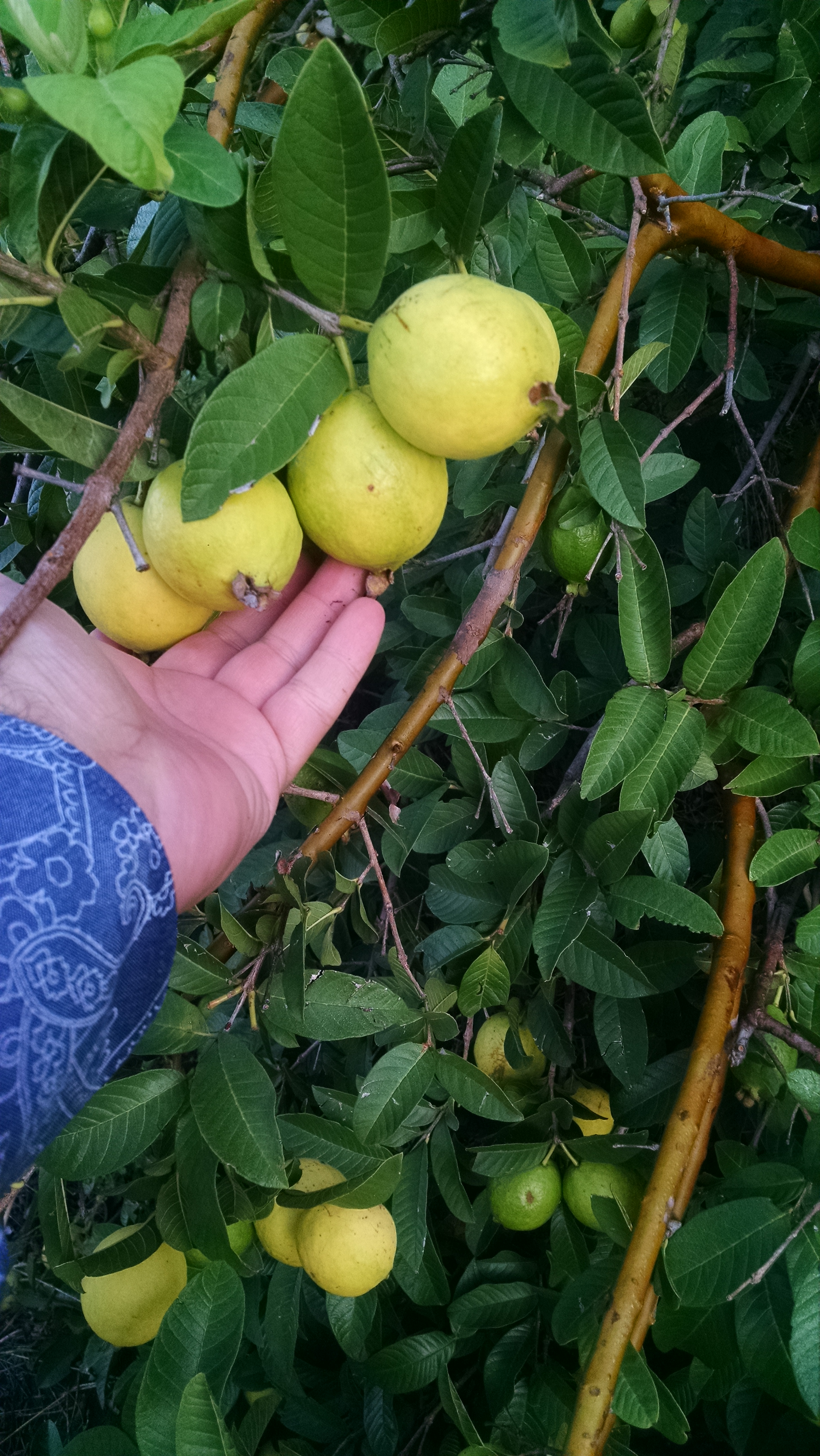 Guayaba - San Francisco de Tabasco S.P.D.R.L.I