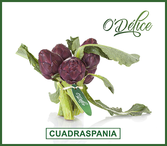 Artichoke - CUADRASPANIA, O'Délice