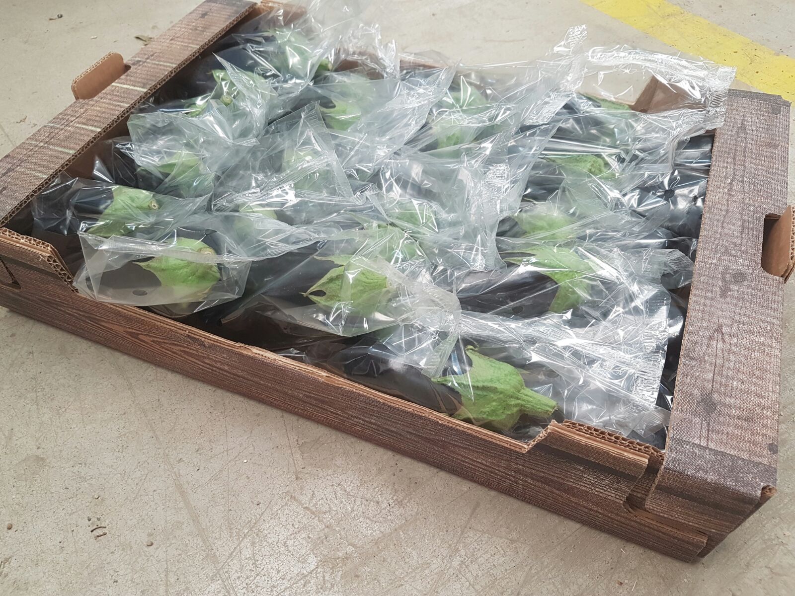 Eggplant - GOLD  SCORPION S.L