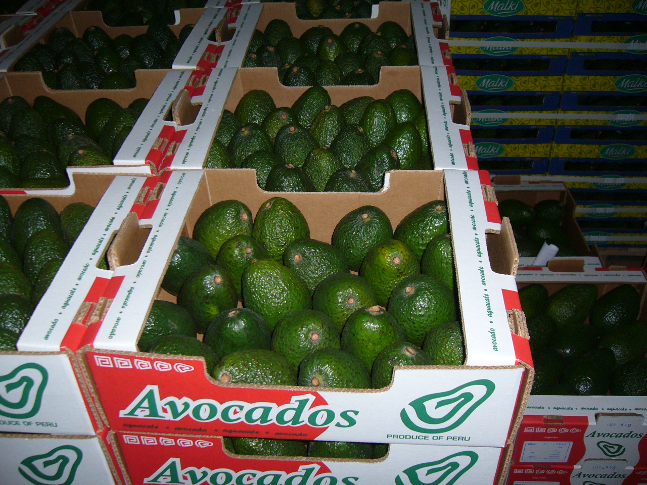 Aguacate  - Llapan Miki SAC