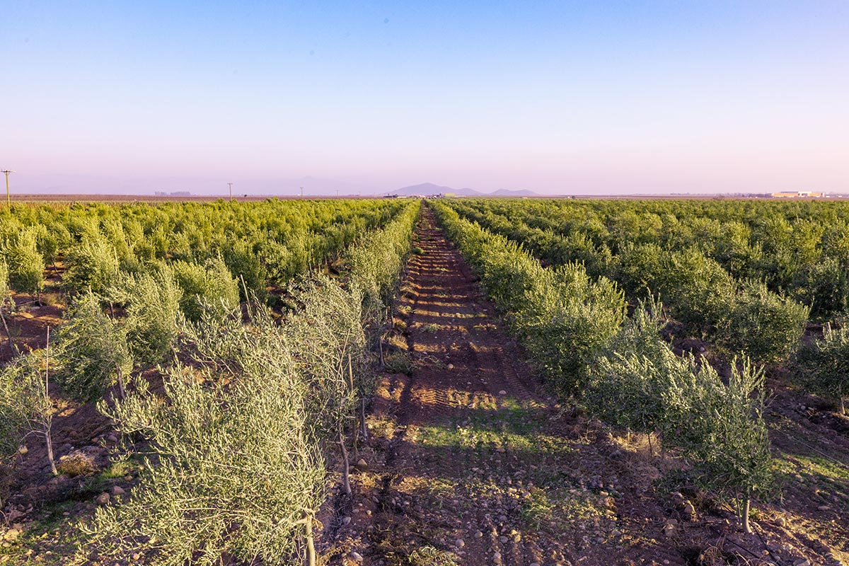 Aceite de Oliva - Sociedad Agrícola Avícola Santa Carmen Limitada