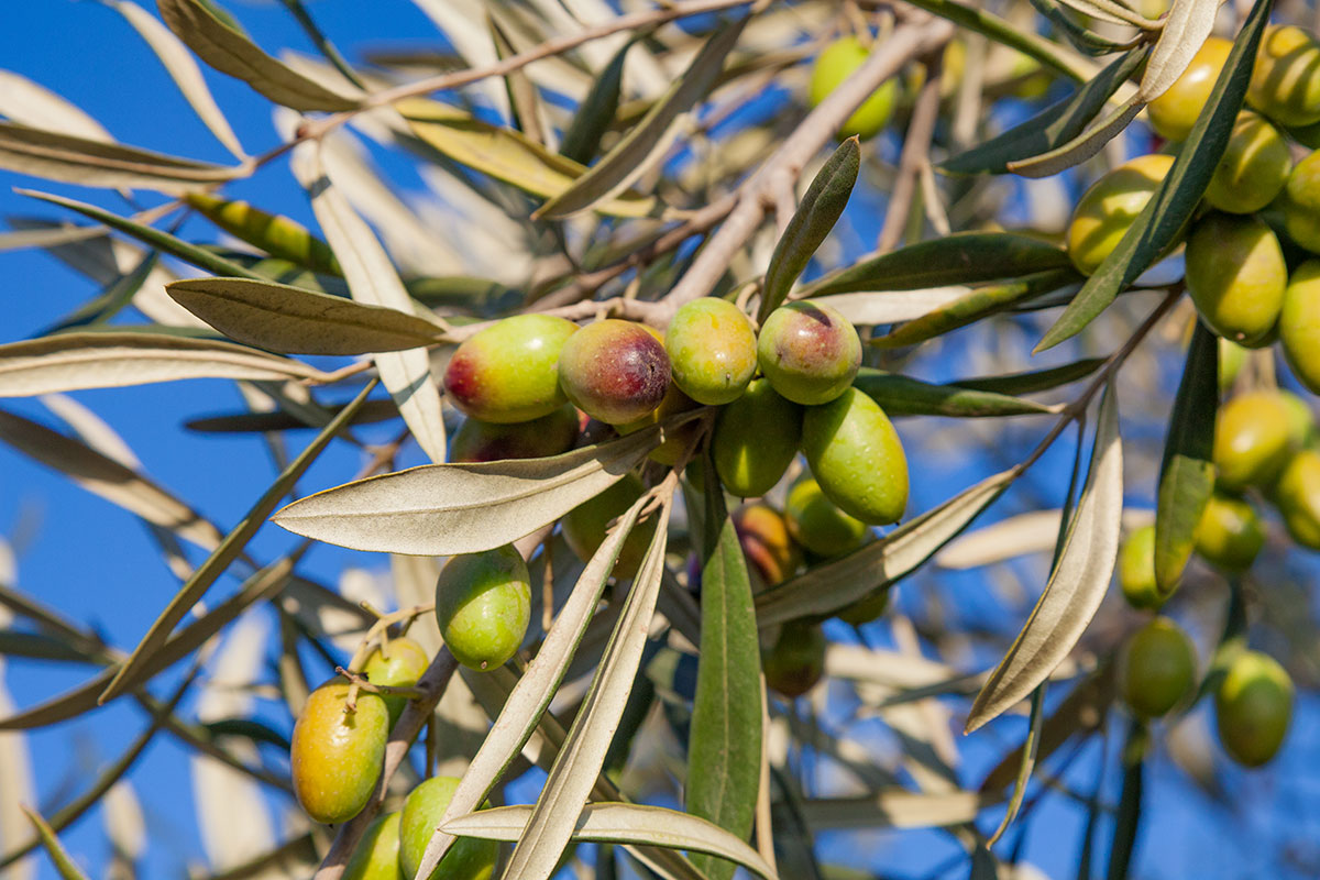 Aceite de Oliva - Sociedad Agrícola Avícola Santa Carmen Limitada