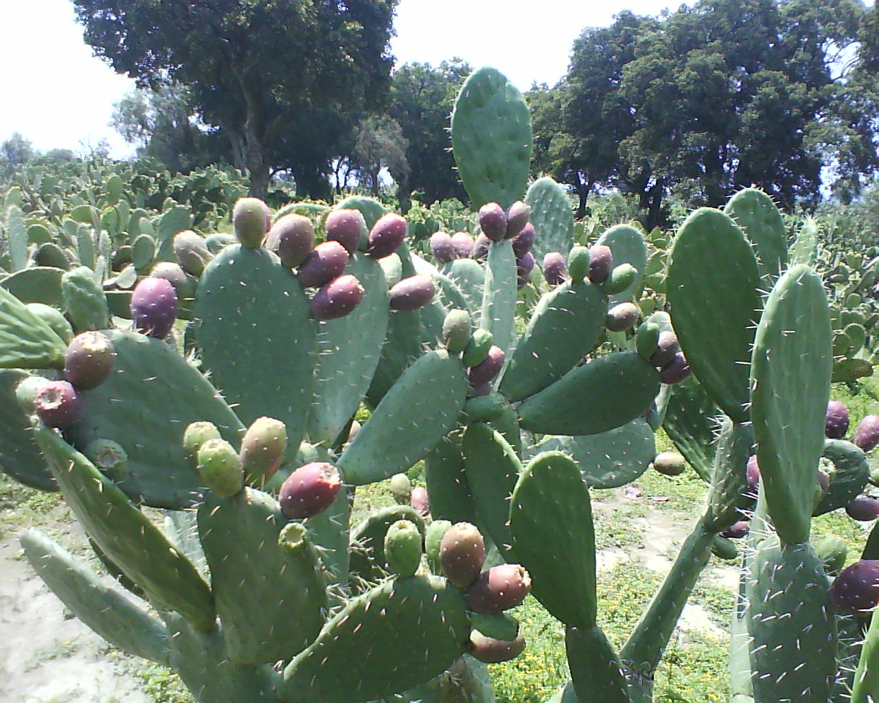 Tuna Roja - Agrointegradora Poblana de Tuna y Nopal