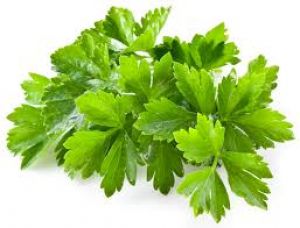 Cilantro  - XalteProduce