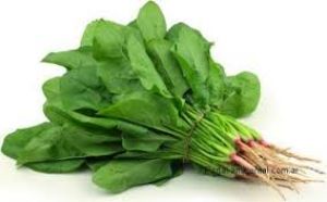 Espinacas  - XalteProduce