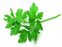 Parsley - XalteProduce