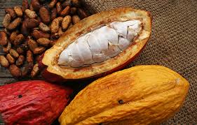 Cacao  - Cooperativas Sin Fronteras