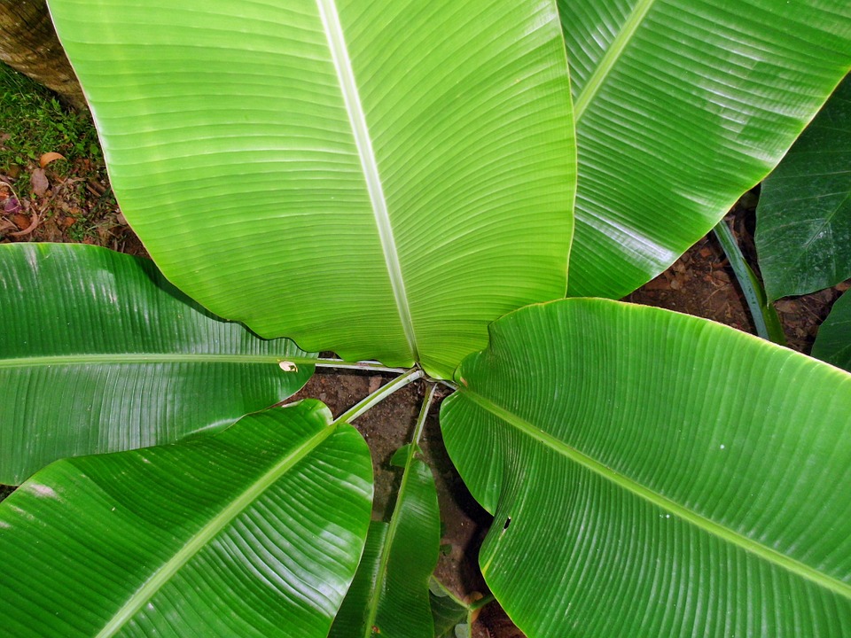 Hojas de Platano - Agro Velázquez Produce