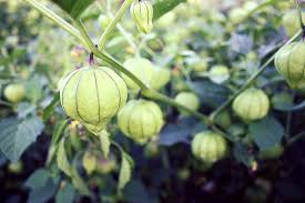 Tomatillo - Empacadora de Alimentos Frescos la Joya