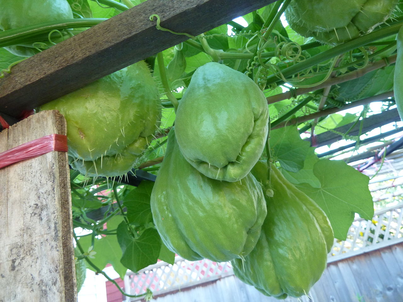 Chayote - Agrícola Coscomatepec