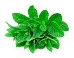 Menta  - Bio Herb Egypt Co