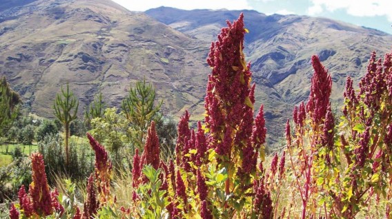 Quinoa - Natural Green Foods