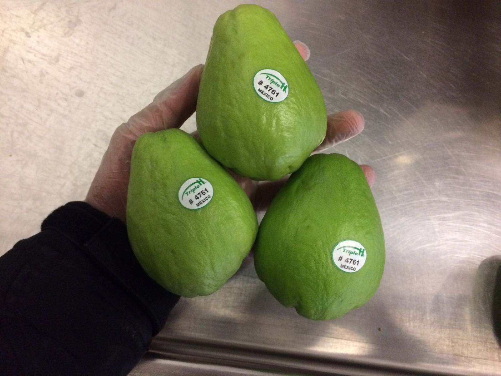 Squash - Distribuidora Hormitex SA de CV