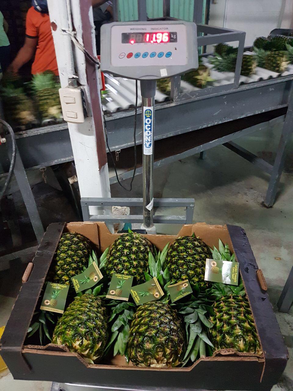 Piña - SMART SHIPPING & FRUIT SRL