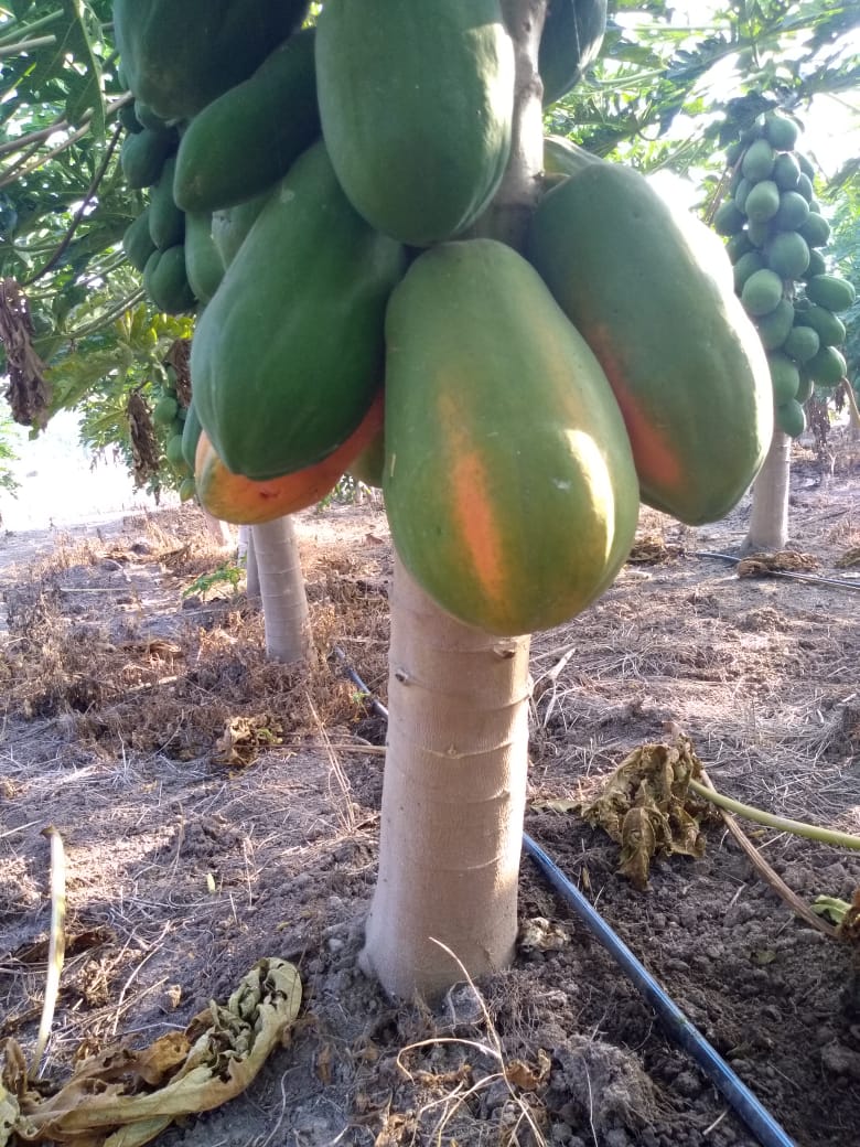 Papaya - Nivardo Del Valle Valdez