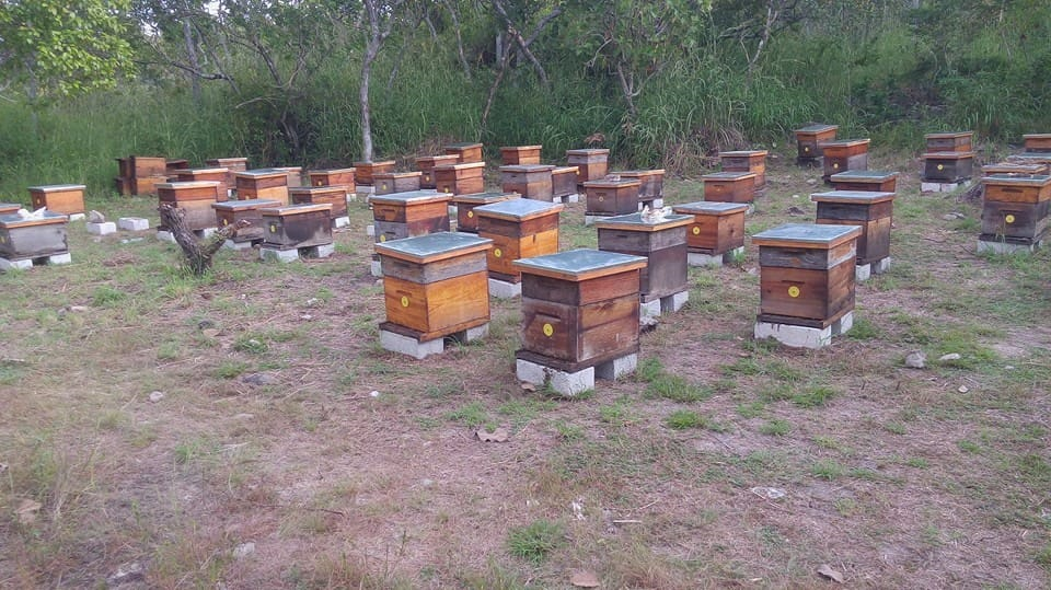 Miel de Abeja - Oaxaca Dulce