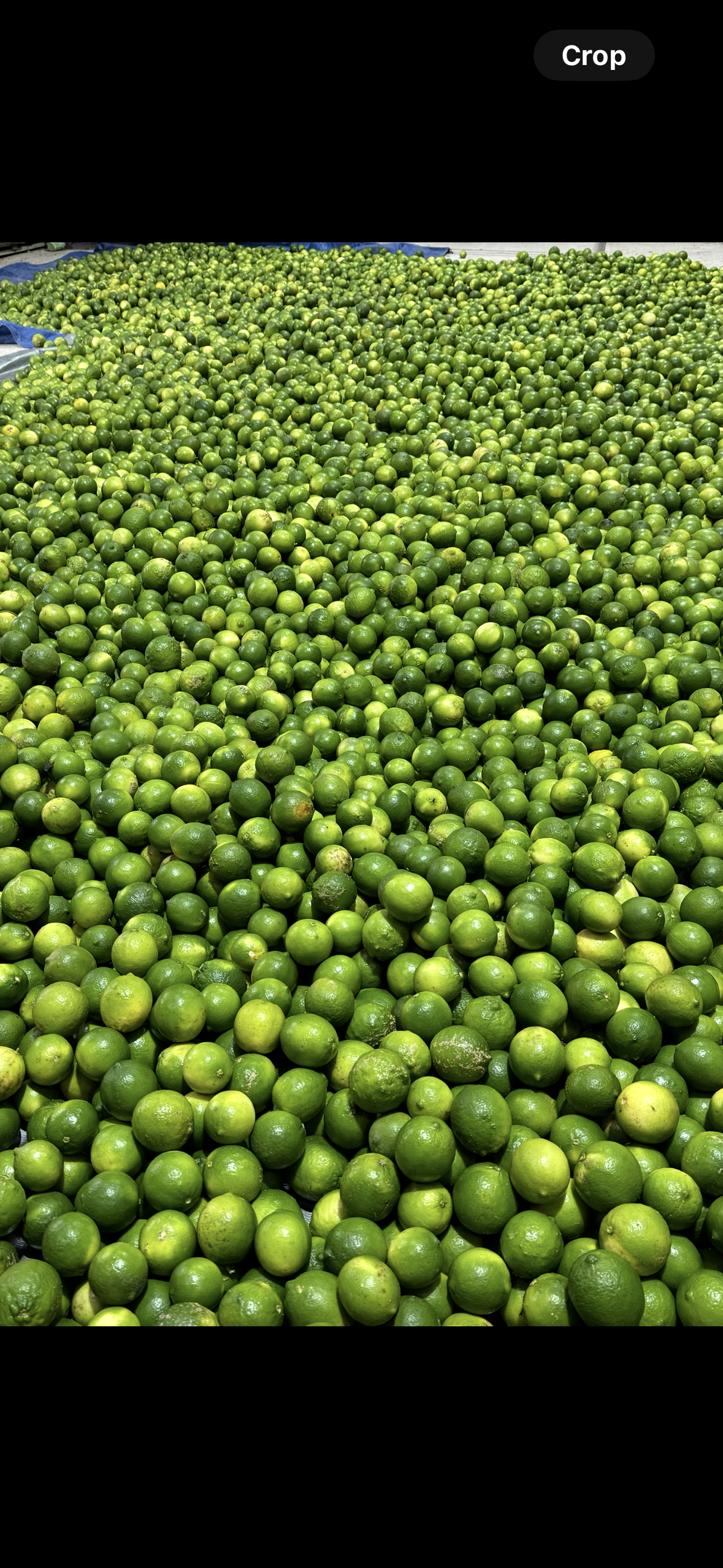 Limón - Inversiones La Fragua S De RL 