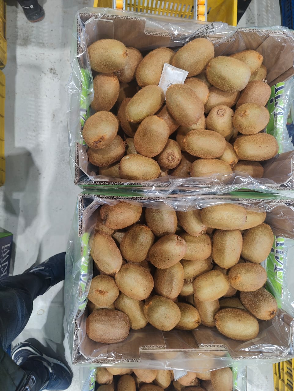 Kiwi  - Olympus Fruits