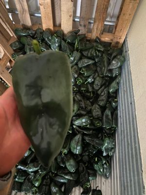 Chile Poblano - SALSIPUEDES PRODUCTS