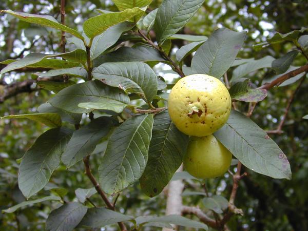 Guayaba - Sweeter Exportadora