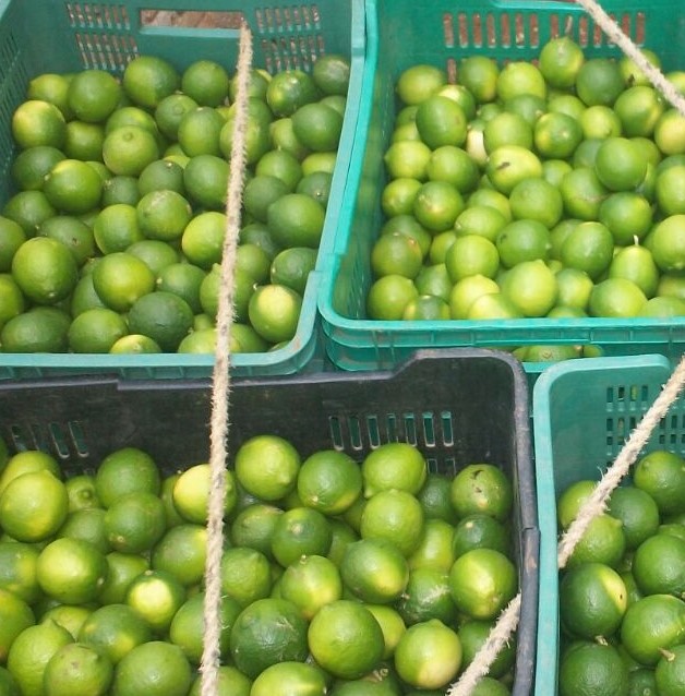 Limón - Exportadora de Cítricos de Acateno