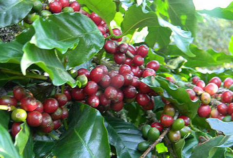 Café - Agricola de Los valles Centrales