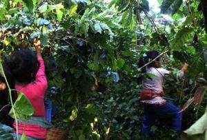 Café Robusta - Agricola de Los valles Centrales