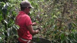 Café Robusta - Agricola de Los valles Centrales