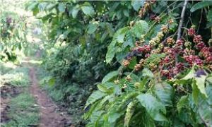 Café Robusta - Agricola de Los valles Centrales