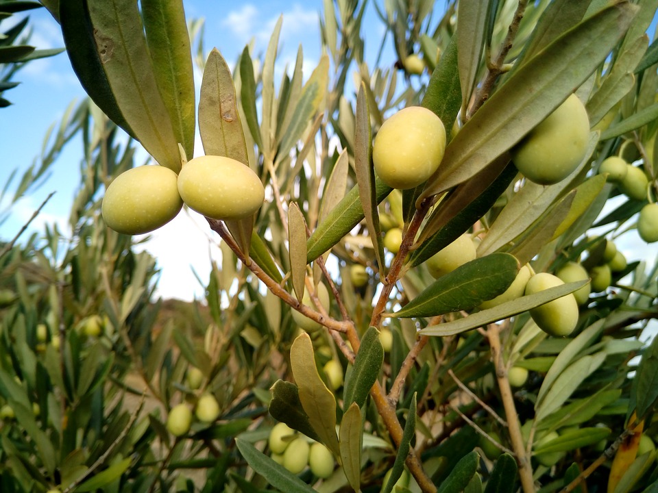 Aceituna - CSM Alimentos